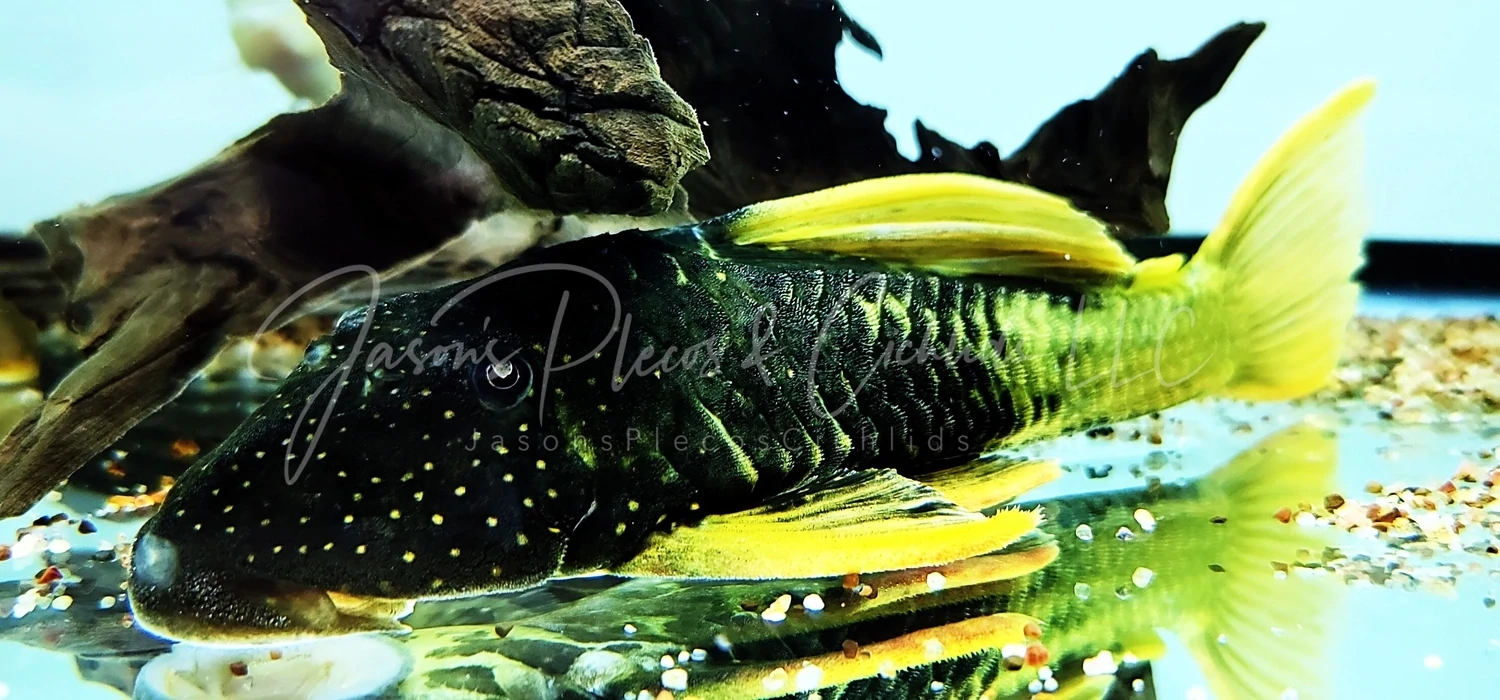 Plecos For Sale Online