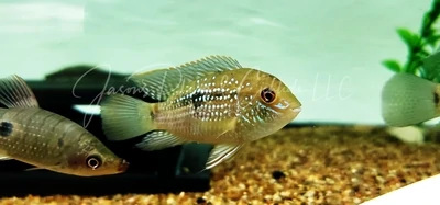 Blue Acara - (Andinoacara pulcher)
