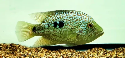 Electric Blue Texas Cichlid - (Herichthys carpintis)