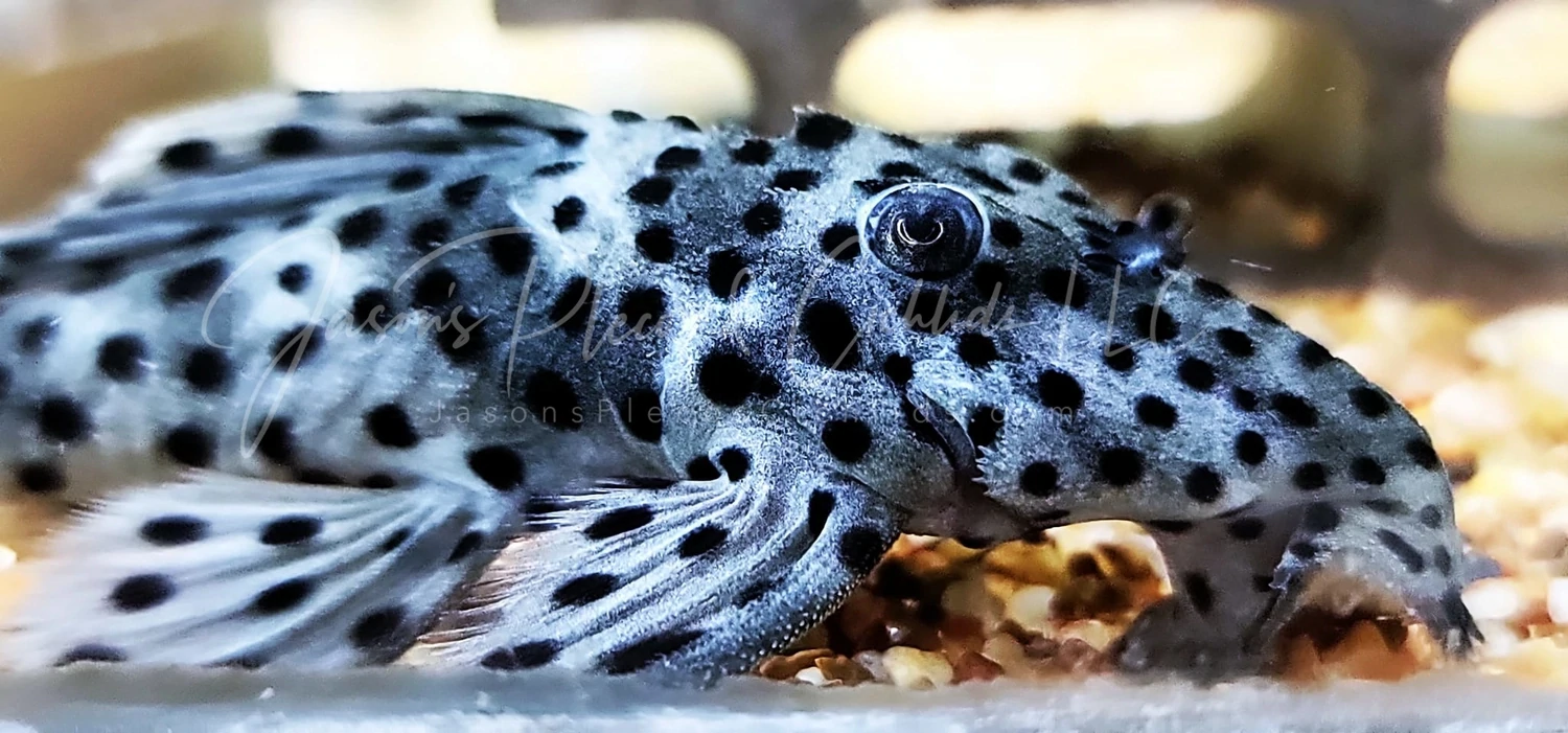 L264 Sultan Pleco - (Leporacanthicus joselimai)