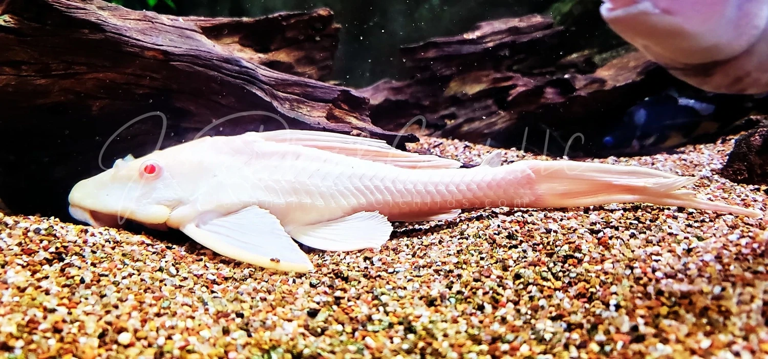L165 Sail Fin Pleco - (Pterygoplichthys gibbiceps) Albino