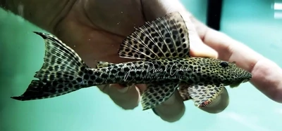 Hypostomus sp.