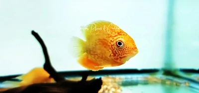 Red Spot Gold Severum For Sale Online