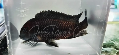Tropheus Caramba - (Tropheus sp. &#39;black&#39; Caramba)
