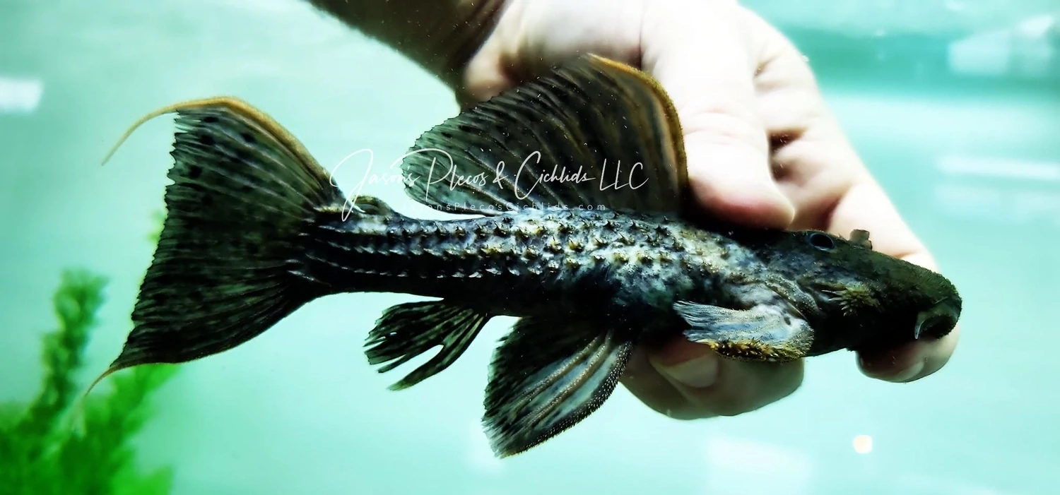 L096/L160 Spiny Monster Pleco/Coffee and Cream Cactus Pleco - (Pseudacanthicus spinosus)
