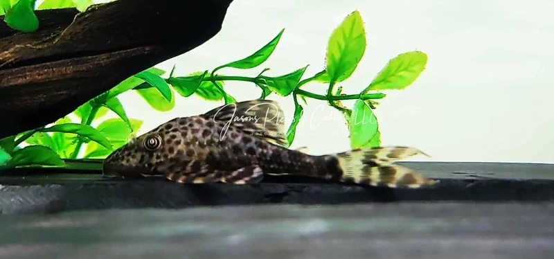 L227 Squirrel Pleco - (Hypostomus sp.)