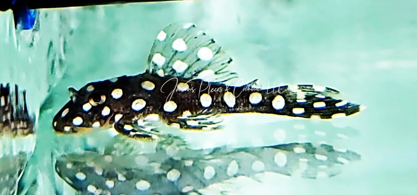 世界　(hervest moon × igdrasill) from pleco 世界 (hervest moon × igdrasill) from pleco 世界 hervest moon