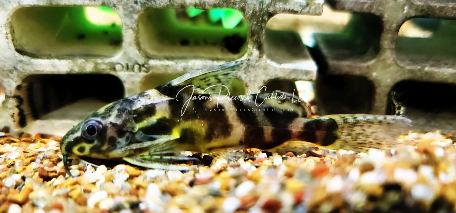 Greshoffs Fiederbartwels - (Synodontis greshoffi)