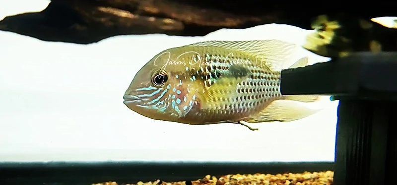 Green Terror Cichlid/White-Gold Saum Cichlid - (Andinoacara rivulatus)