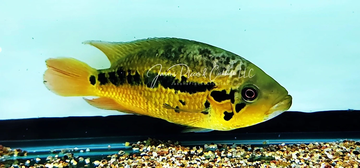 Loiselle Cichlid - (Parachromis loisellei)