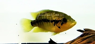 Yellowjacket Cichlid - (Parachromis Friedrichsthalii)