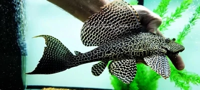 L165 Sail Fin Pleco - (Pterygoplichthys gibbiceps)