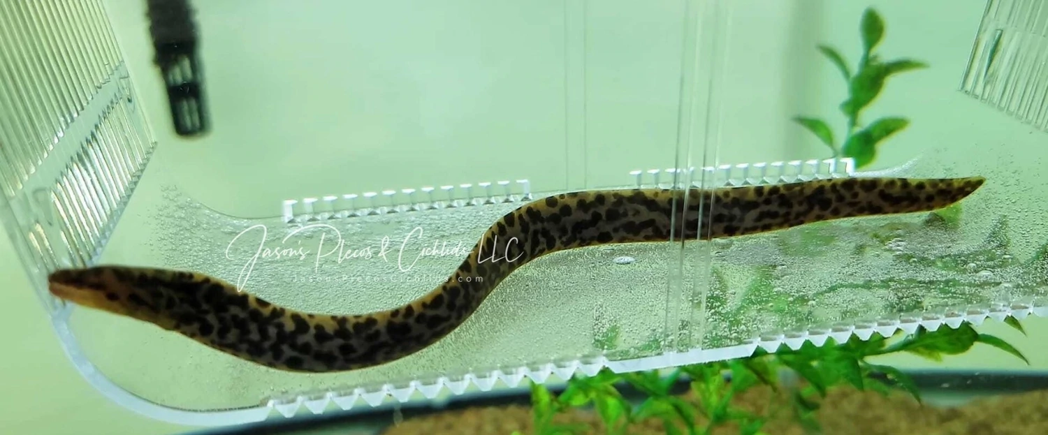 Tiger Moray Eel - (Gymnothorax polyuranodon)