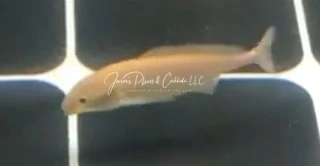 Freshwater Dolphin Fish - (Mormyrus Longirostris) Platinum