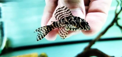L066 King Tiger Pleco x L260 Queen Arabesque Pleco - Hybrid