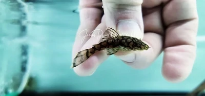 L519 Honeycomb Bristlenose - (Ancistrus sp.)