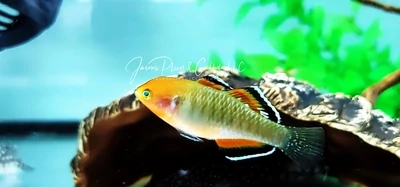 Empire Gudgeon - (Hypseleotris compressa) Group of 8 - 10 Qty.