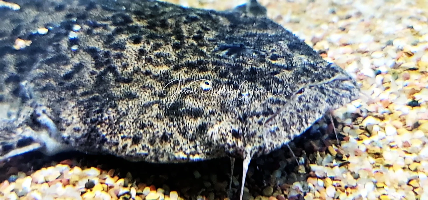 Pac-man Catfish - (Lophiosilurus alexandri)