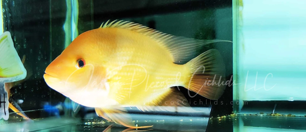 Red Devil Cichlid/Midas Cichlid/Midevil Cichlid - (Amphilophus Citrinellus)