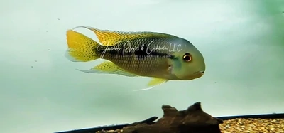 Nicaragua Cichlid - (Hypsophrys nicaraguensis)