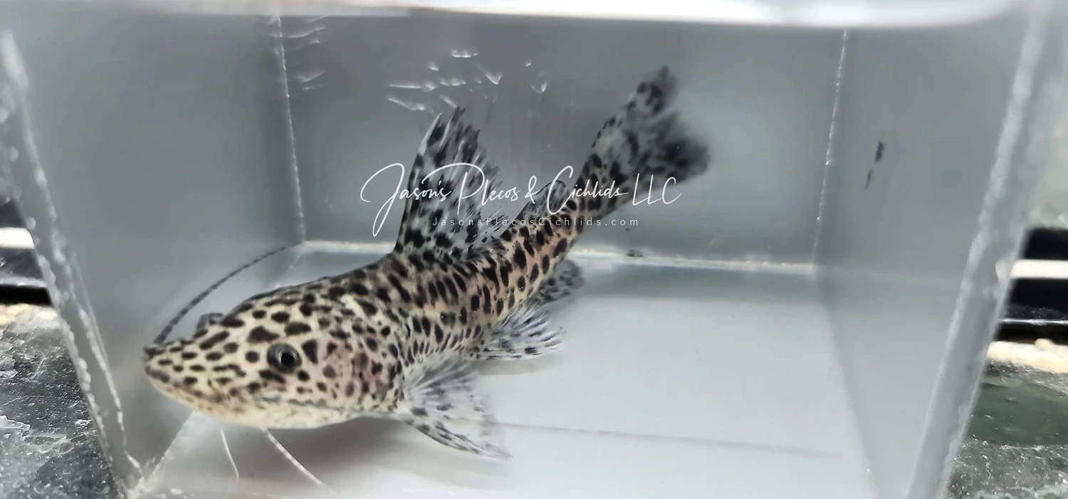 Jau/Gilded Catfish - (Zungaro zungaro)