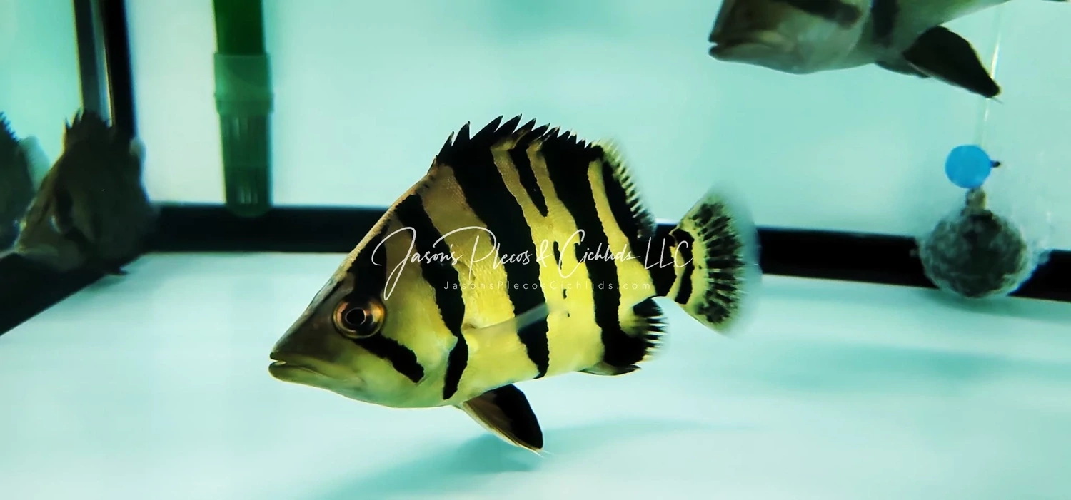 Siamese Tiger Fish/ST Datnoid - (Datnioides Pulcher)