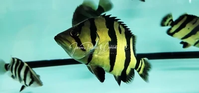 Siamese Tiger Fish/ST Datnoid - (Datnioides Pulcher)