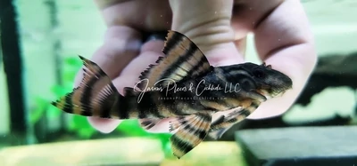 L397 Tangerine Tiger Pleco - (Panaqolus sp.)