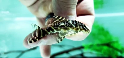 L129 Colombian Zebra Pleco For Sale Online