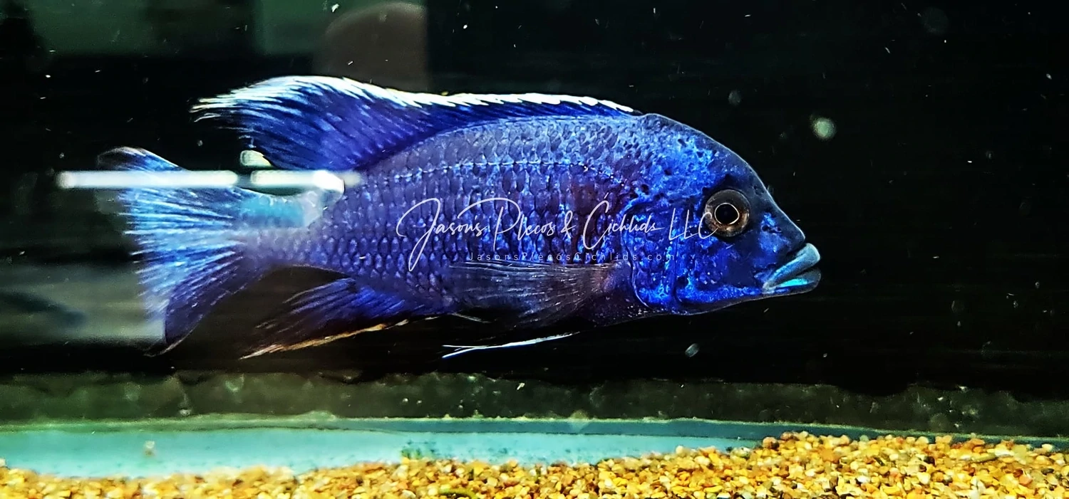 Blue Dragon Blood Peacock - (Aulonocara sp.)