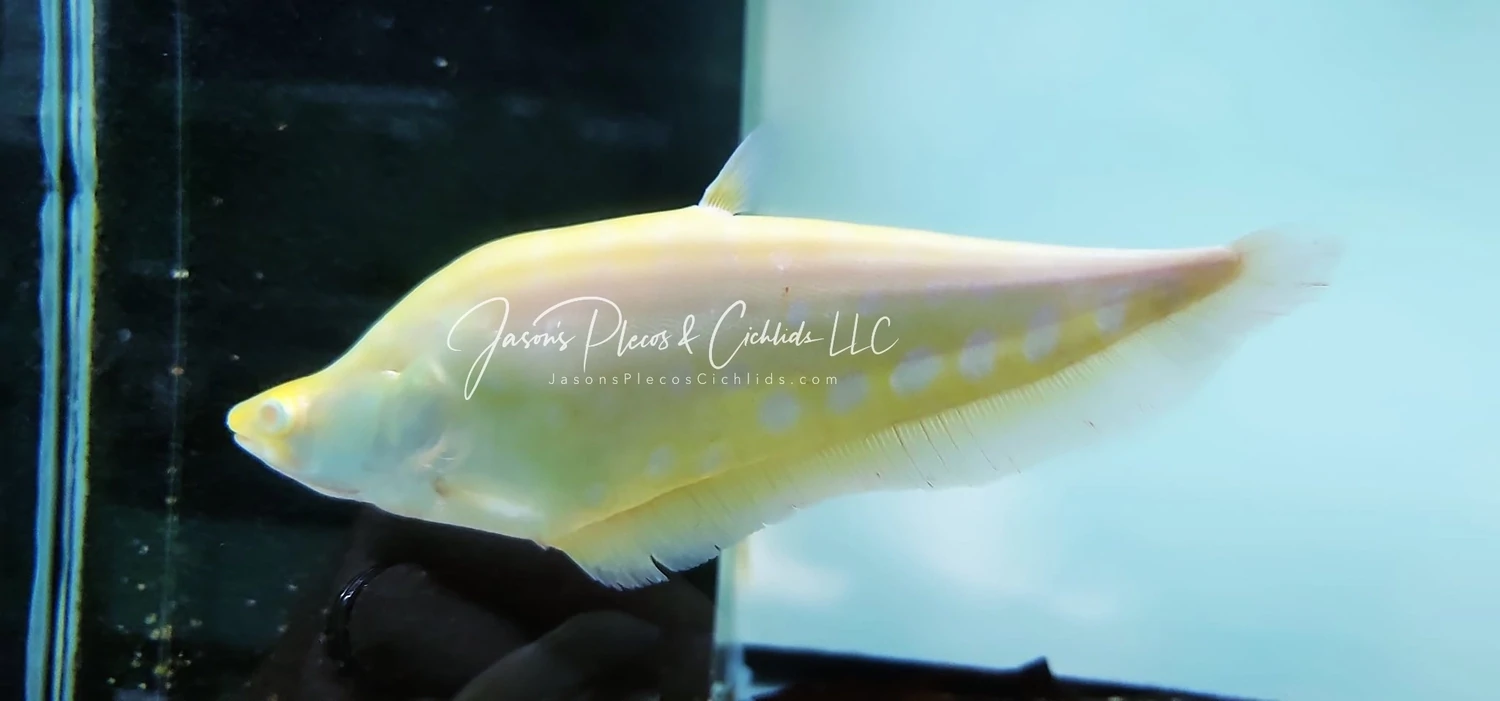 Clown Knifefish - (Chitala Ornata) Albino
