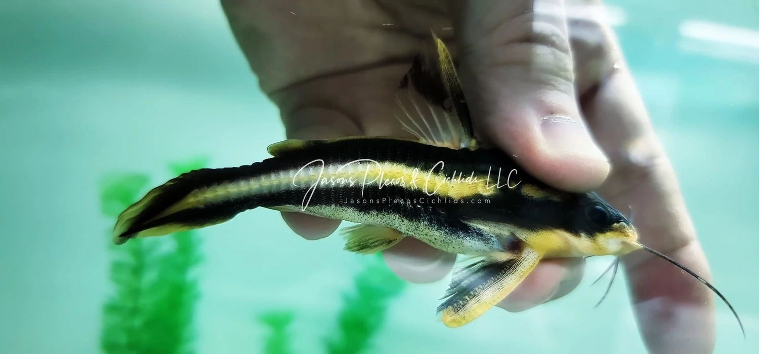 Striped Raphael/Humbug Catfish - (Platydoras armatulus)