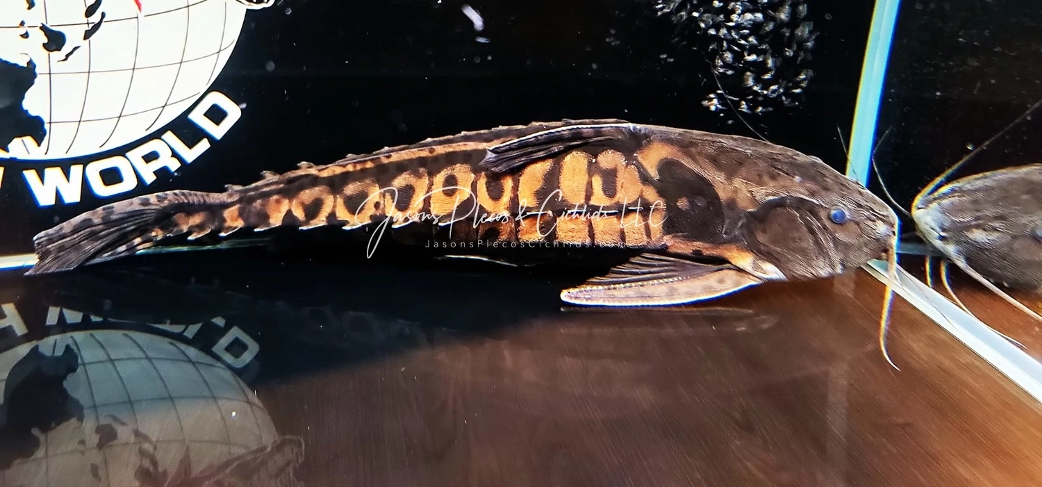 Giant Talking Catfish/Giant Raphael Catfish - (Megalodoras uranoscopus)