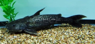 Granulated Catfish - (Pterodoras granulosus)
