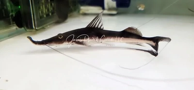 Sturgeon Catfish - (Platystomatichthys sturio)