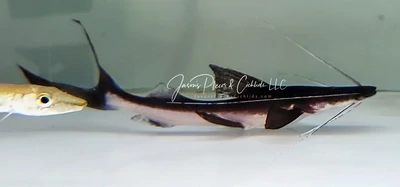 Slobbering Catfish - (Brachyplatystoma platynema)
