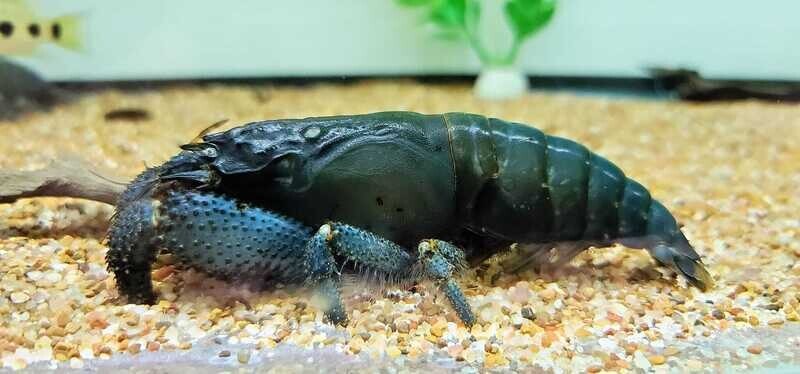 Shrimp