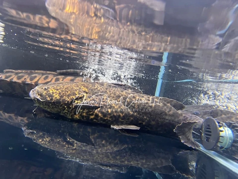 Apure Jelly Catfish (Cephalosilurus apurensis) Catfish For Sale Online