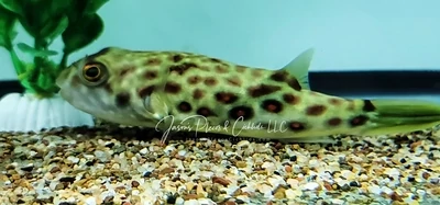 Cross River Puffer For Sale Online