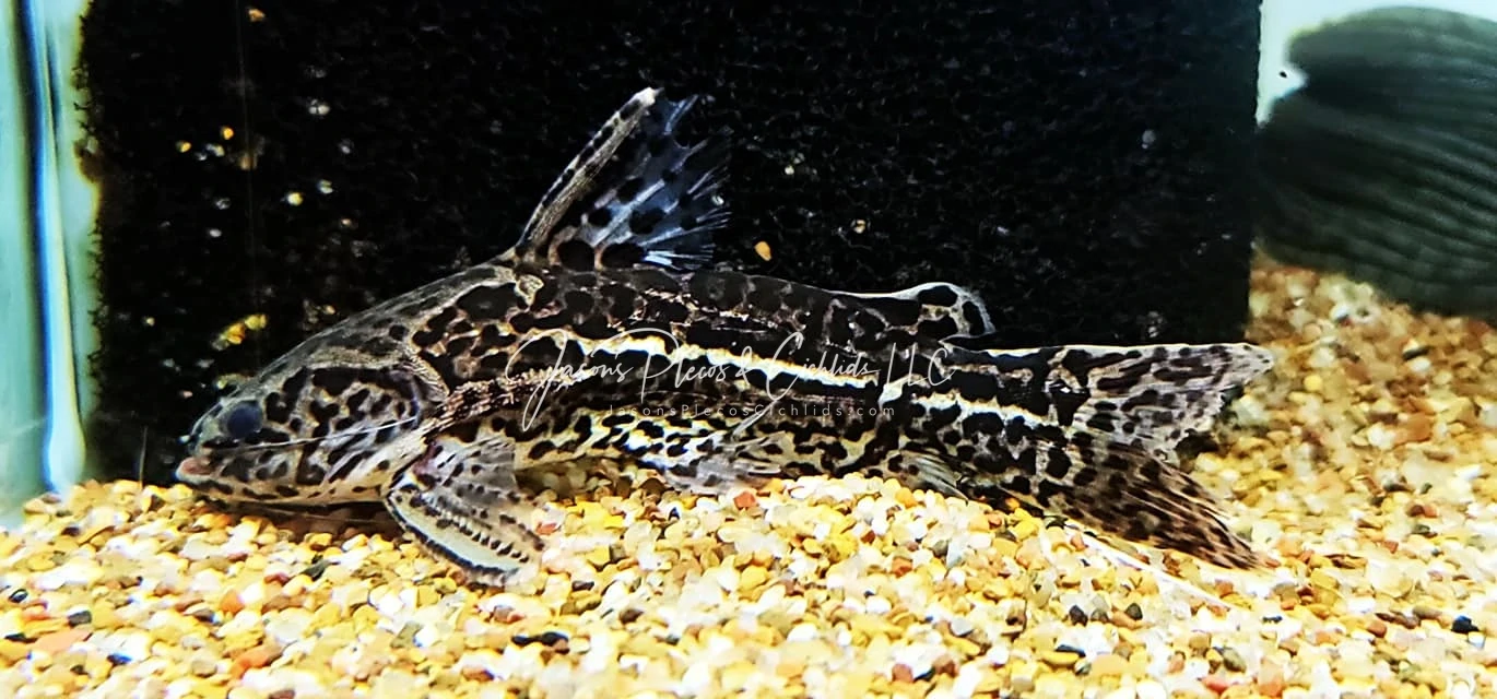 Jaguar Catfish - (Liosomadoras oncinus)