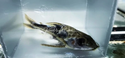 Maranon Thorn Catfish - (Hemidoras stuebelii)