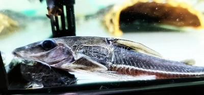 Black Top Mouse Catfish - (Hassar orestis)