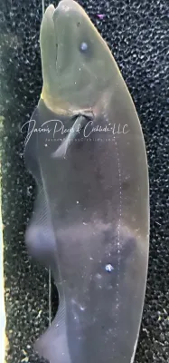 Black Ghost Knifefish - (Apteronotus albifrons)