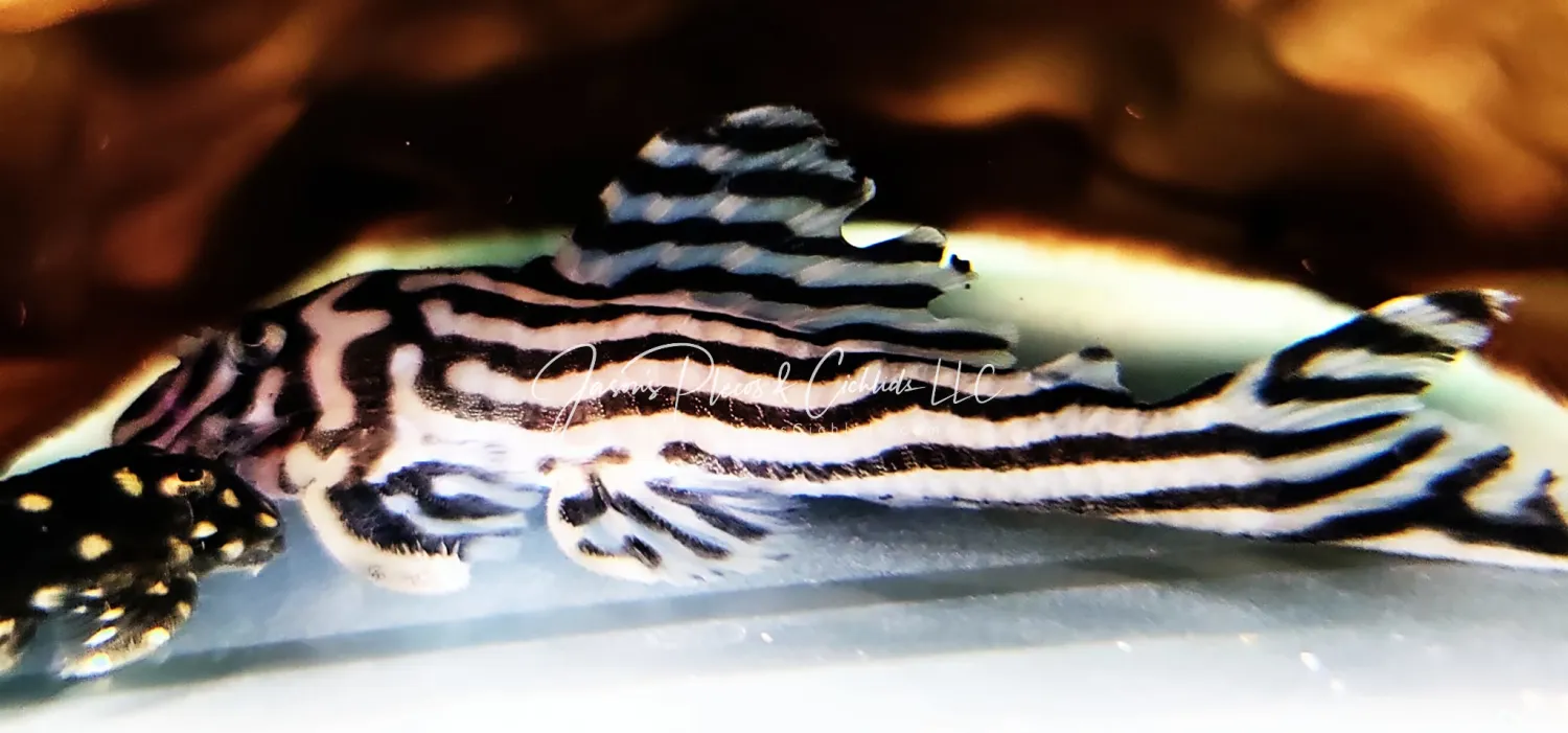 L046/L098 Zebra Pleco - (Hypancistrus zebra)
