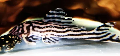 L046/L098 Zebra Pleco - (Hypancistrus zebra)