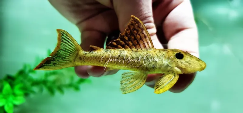 L106 Spotted Orange Seam Pleco - (Hemiancistrus guahiborum) Xanthic