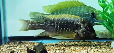 Petrochromis Ephippium Moshi