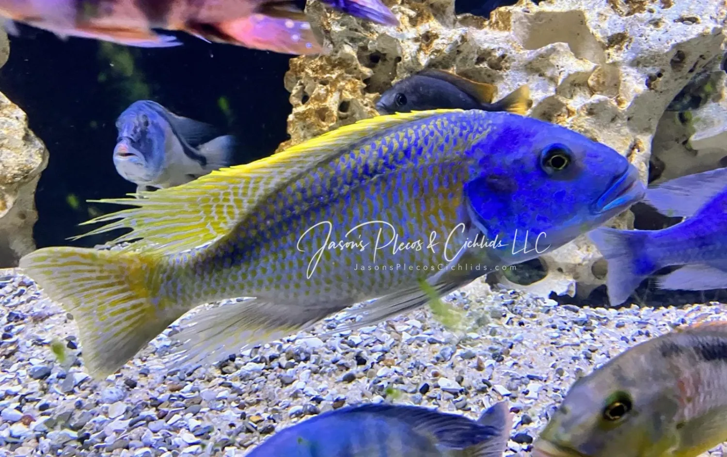 Buccochromis rhoadesii