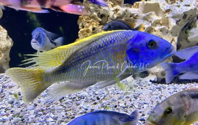 Buccochromis rhoadesii