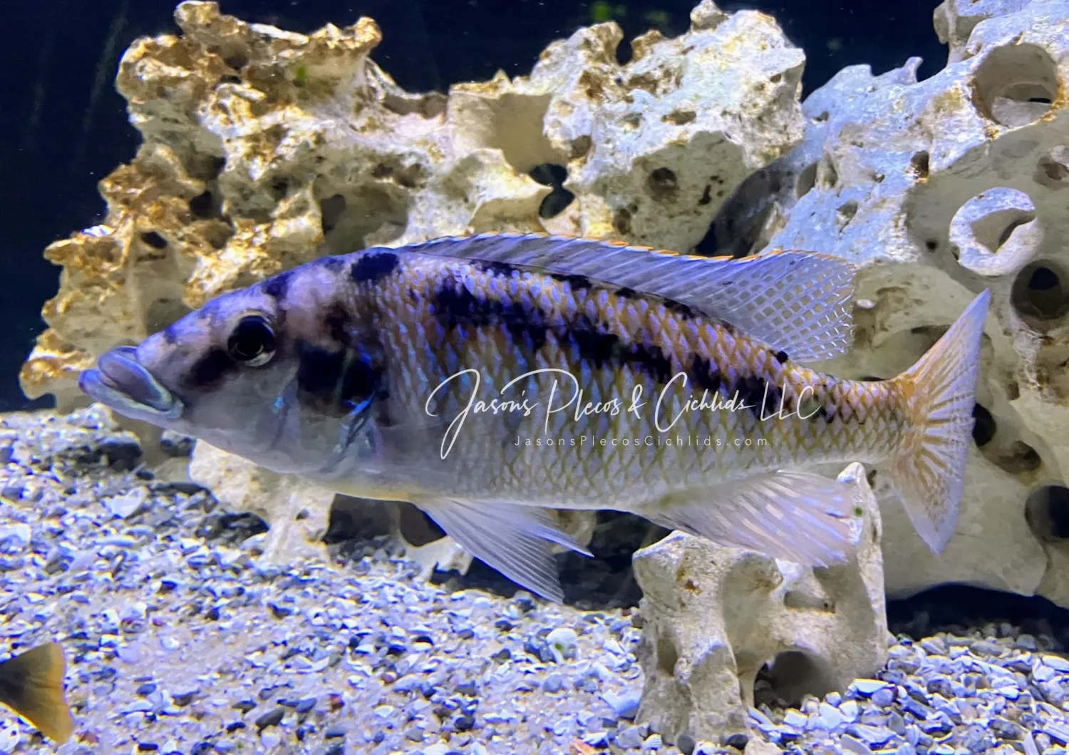 Malawi Gar - (Lichnochromis acuticeps)